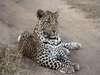 Tintswalo Manor House - Wildlife 